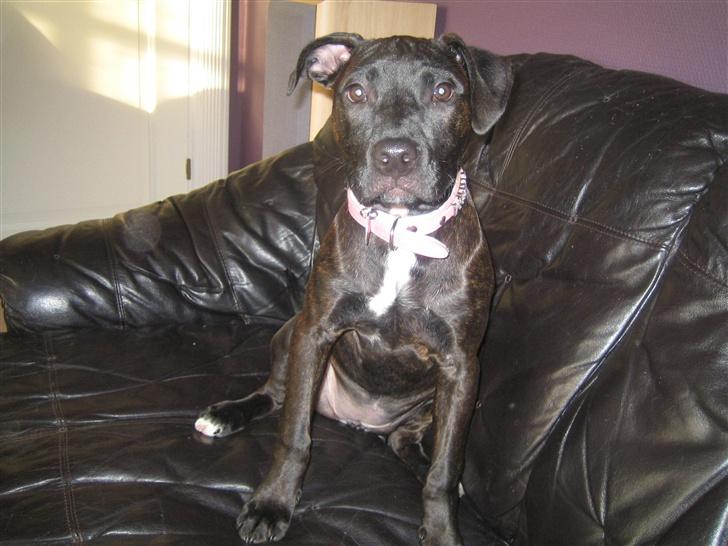 Amerikansk staffordshire terrier kuno billede 1