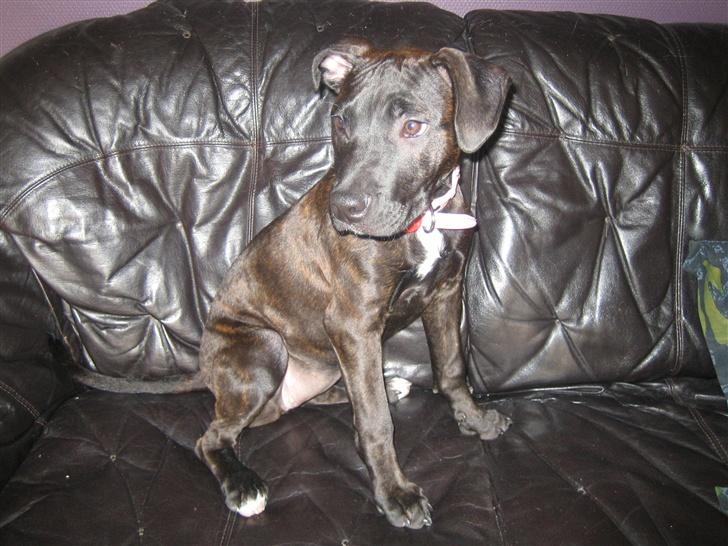 Amerikansk staffordshire terrier kuno billede 2