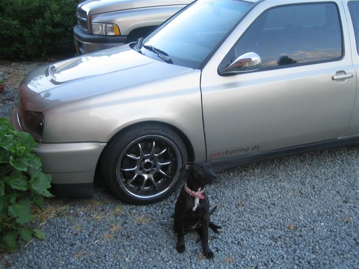 Amerikansk staffordshire terrier kuno billede 3