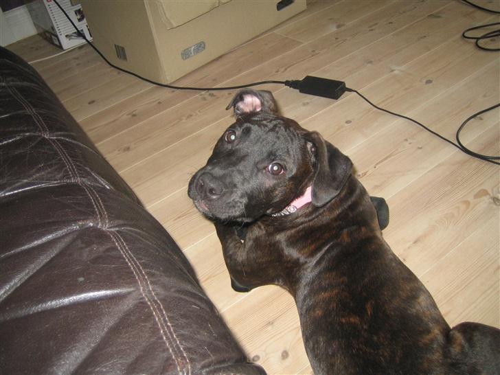 Amerikansk staffordshire terrier kuno billede 4