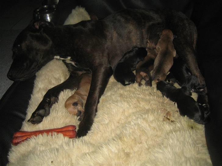 Amerikansk staffordshire terrier kuno billede 5