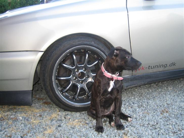 Amerikansk staffordshire terrier kuno billede 6