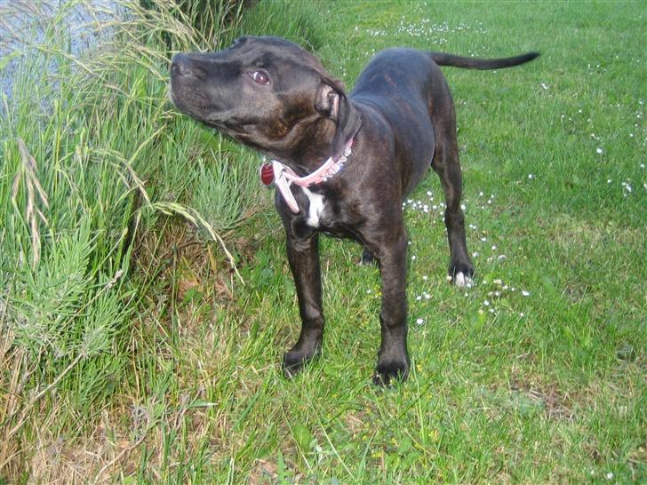 Amerikansk staffordshire terrier kuno billede 7