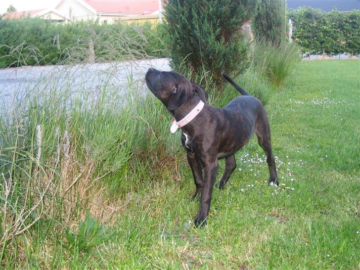 Amerikansk staffordshire terrier kuno billede 8