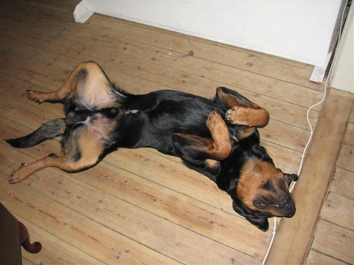 Rottweiler scago  - så spiller man lige lækker, sådan her gør han når man spørger om han kan spille lækker...fedt ikk billede 9