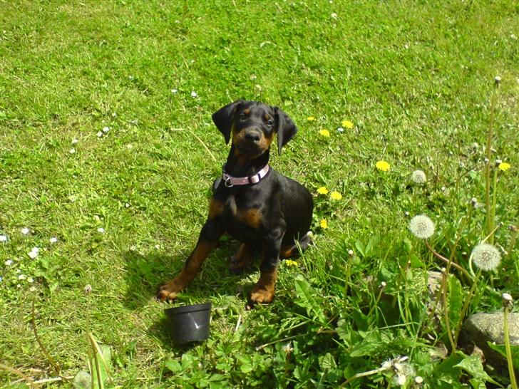 Dobermann Torontos Xenta *R.I.P.* - Den diskution har vi haft før mor, den blomsterpotte er min!!  billede 4