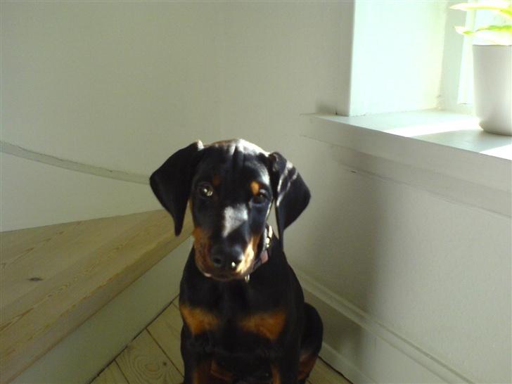 Dobermann Torontos Xenta *R.I.P.* - Se nu at blive færdig mor, så far gik ovenpå, skal skynde mig :-) billede 5