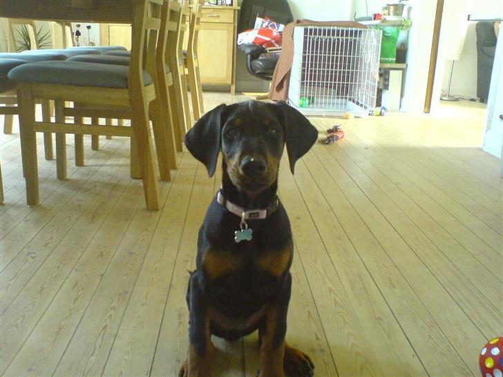 Dobermann Torontos Xenta *R.I.P.* - Kan godt være nogenlunde fotogen når det lige tager mig!! :-) billede 6