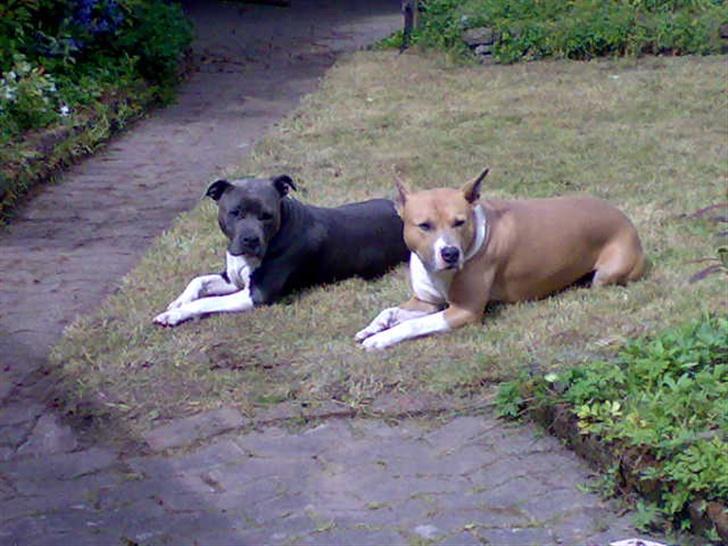 Amerikansk staffordshire terrier Junior billede 3