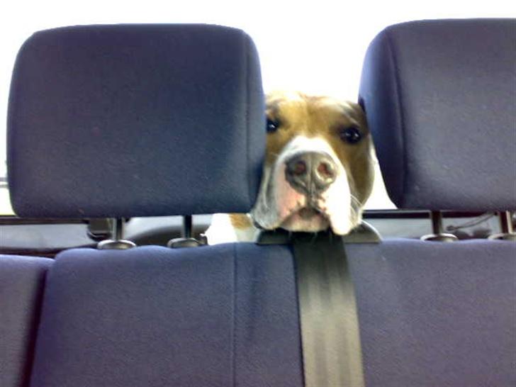 Amerikansk staffordshire terrier Junior billede 4