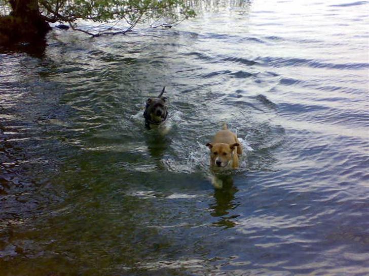 Amerikansk staffordshire terrier Junior billede 5