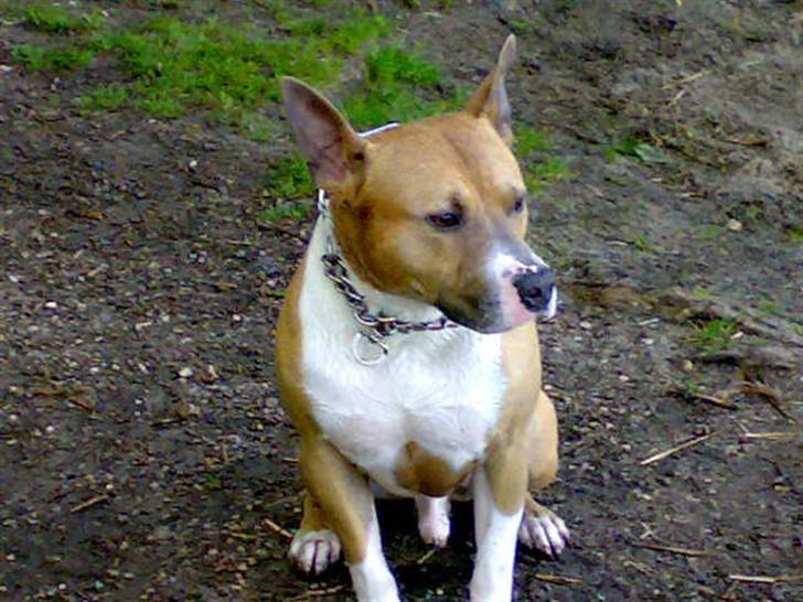 Amerikansk staffordshire terrier Junior billede 6