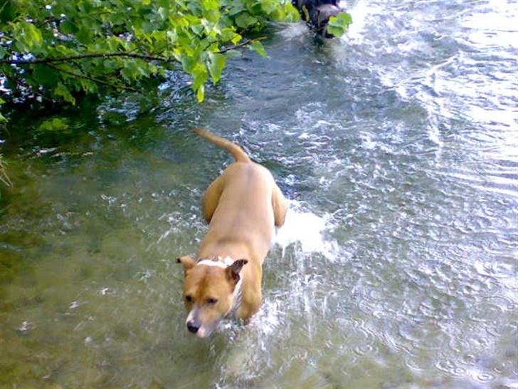 Amerikansk staffordshire terrier Junior billede 7