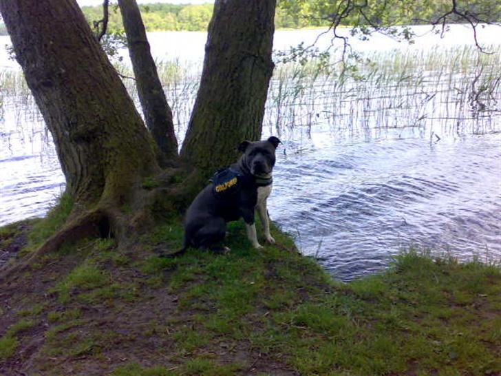 Amerikansk staffordshire terrier Junior billede 8