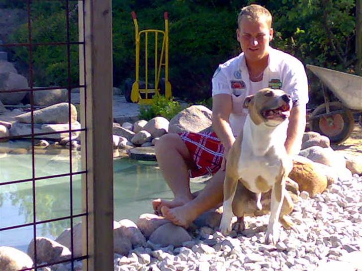 Amerikansk staffordshire terrier Junior billede 9