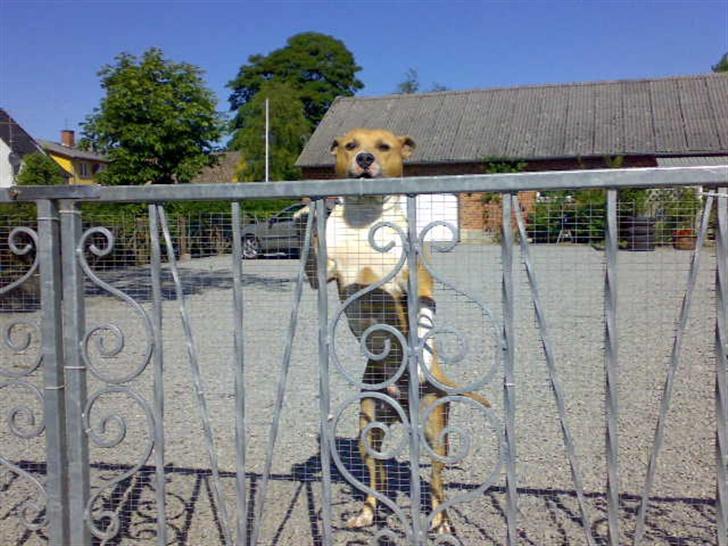 Amerikansk staffordshire terrier Junior billede 10