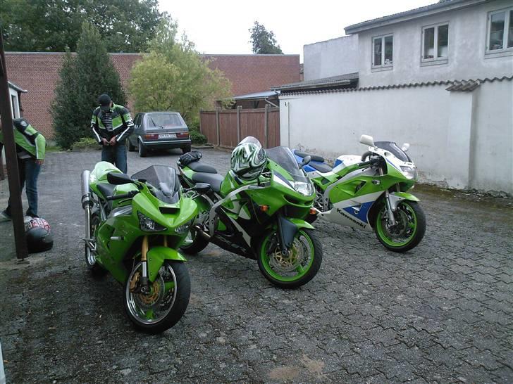 Amerikansk staffordshire terrier Junior - min i midten billede 11