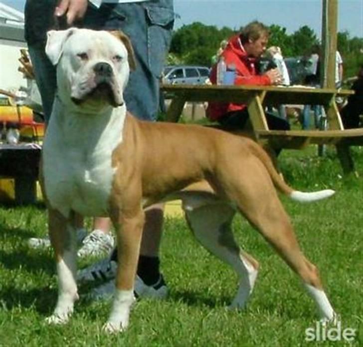 Amerikansk bulldog CH.Matheo"s Storm billede 1