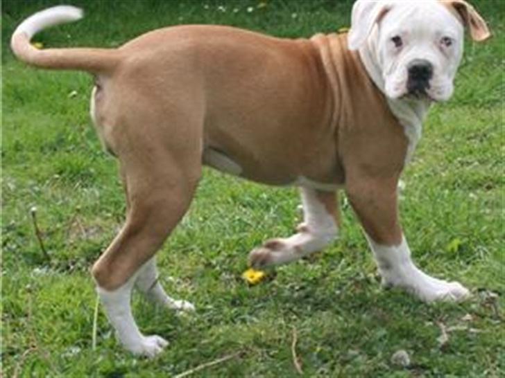 Amerikansk bulldog CH.Matheo"s Storm billede 2