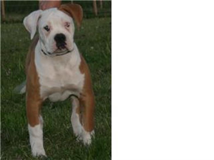 Amerikansk bulldog CH.Matheo"s Storm billede 3