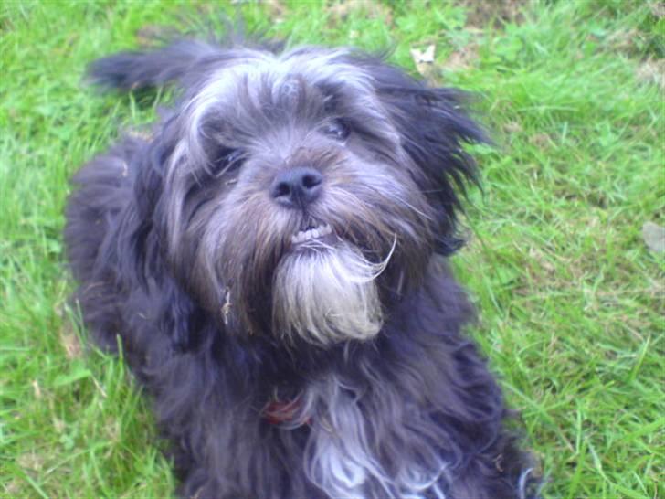 Blanding af racer LhasaPoo -  Frk. Poco billede 1