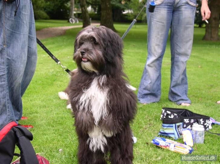 Blanding af racer LhasaPoo -  Frk. Poco billede 2