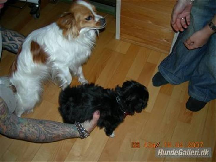 Blanding af racer LhasaPoo -  Frk. Poco - Poco som hun så ud dagen efter vi hentede hende.... Suuuk :D billede 3