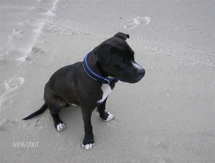 Amerikansk staffordshire terrier *Kato* billede 1