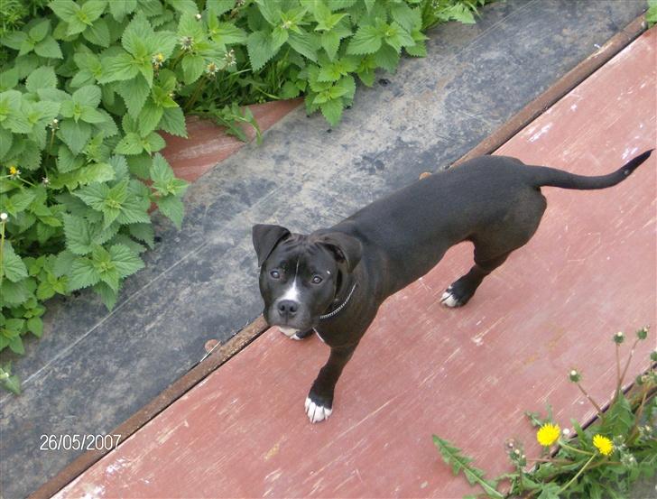 Amerikansk staffordshire terrier *Kato* billede 6