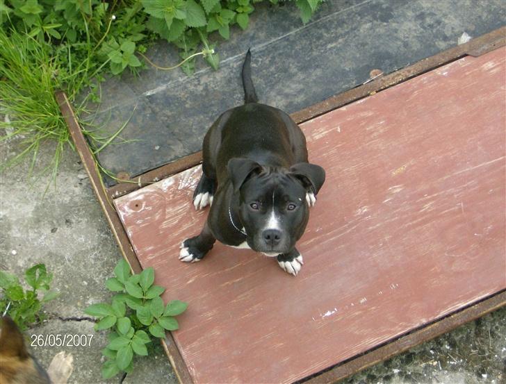 Amerikansk staffordshire terrier *Kato* billede 10