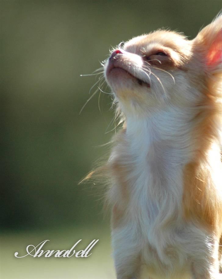 Chihuahua *Annabell <3* - Lillefisen 17 uger. billede 1