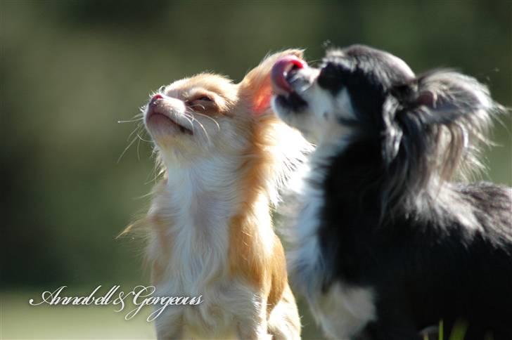 Chihuahua *Annabell <3* billede 2