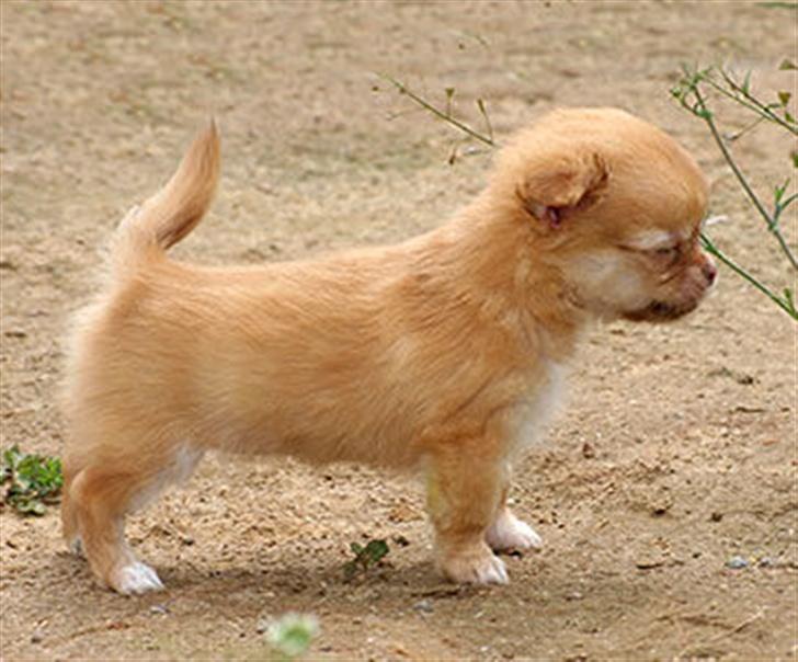 Chihuahua *Annabell <3* billede 4