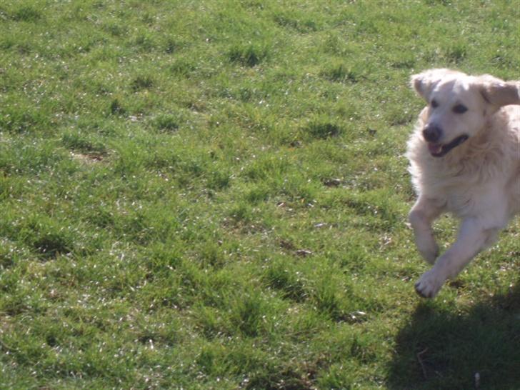 Golden retriever Aiko  - Jeg kan godt lide det her billede :) han ser rigtig fræk nu, eller rettere ER :P billede 17