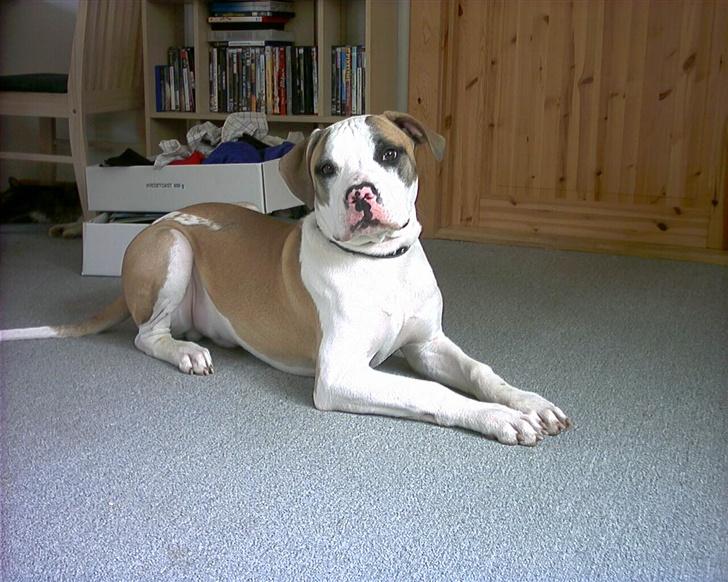 Amerikansk bulldog Kenzo billede 1