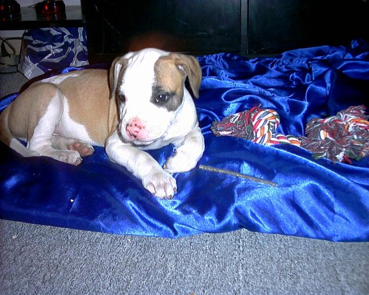 Amerikansk bulldog Kenzo billede 2