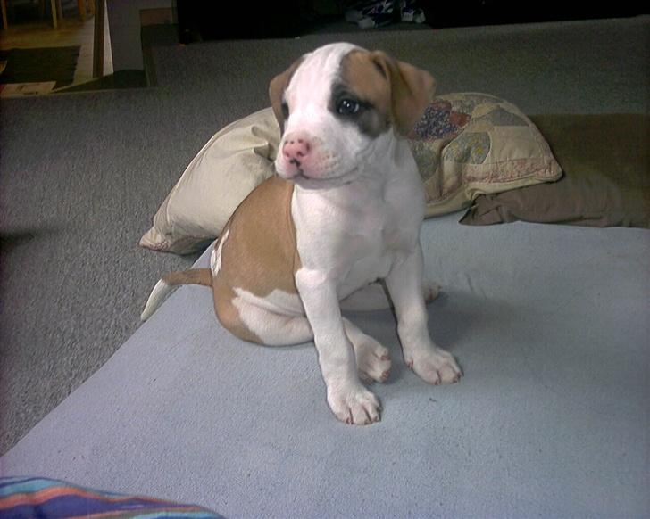 Amerikansk bulldog Kenzo billede 3