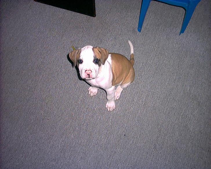 Amerikansk bulldog Kenzo billede 4