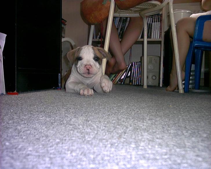 Amerikansk bulldog Kenzo billede 5