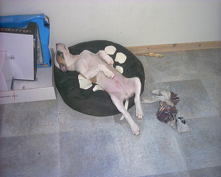 Amerikansk bulldog Kenzo billede 6