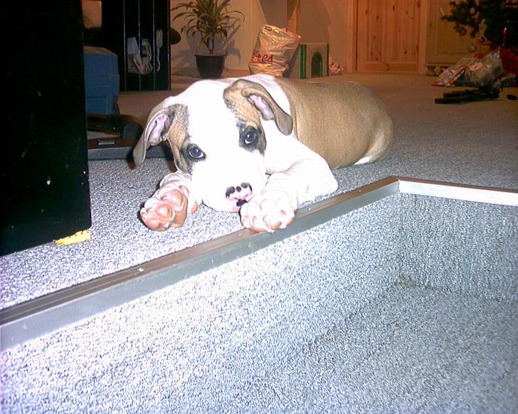 Amerikansk bulldog Kenzo billede 7