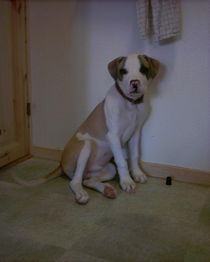 Amerikansk bulldog Kenzo billede 8