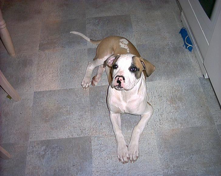 Amerikansk bulldog Kenzo billede 9