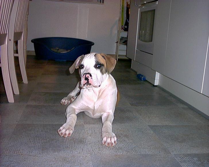 Amerikansk bulldog Kenzo billede 10