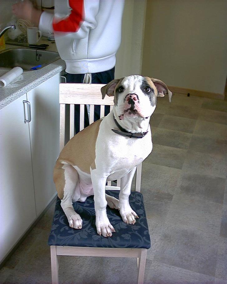 Amerikansk bulldog Kenzo billede 11