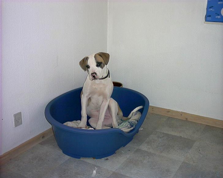 Amerikansk bulldog Kenzo billede 12