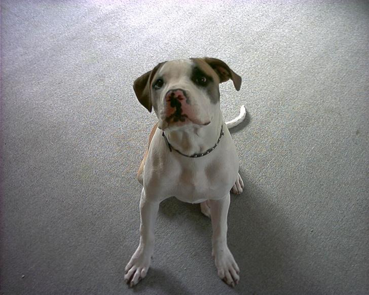 Amerikansk bulldog Kenzo billede 13