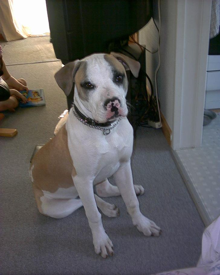 Amerikansk bulldog Kenzo billede 14