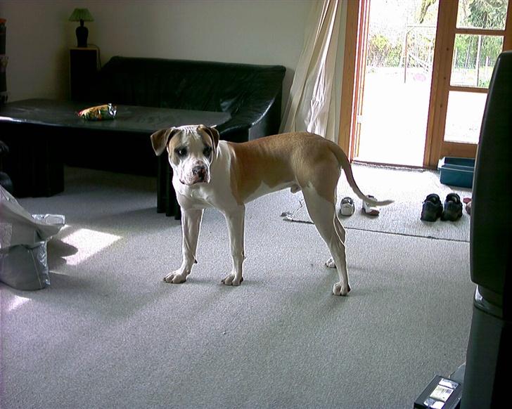 Amerikansk bulldog Kenzo billede 15