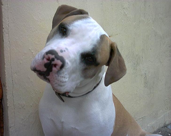 Amerikansk bulldog Kenzo billede 16